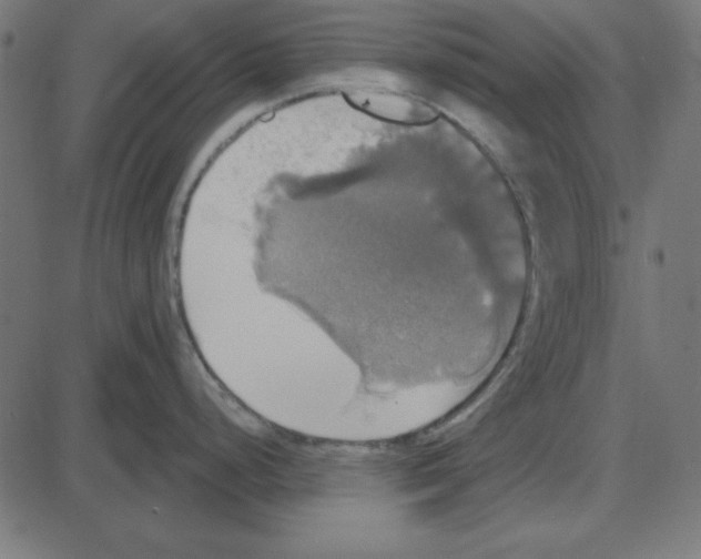 X0000087411248200705181349