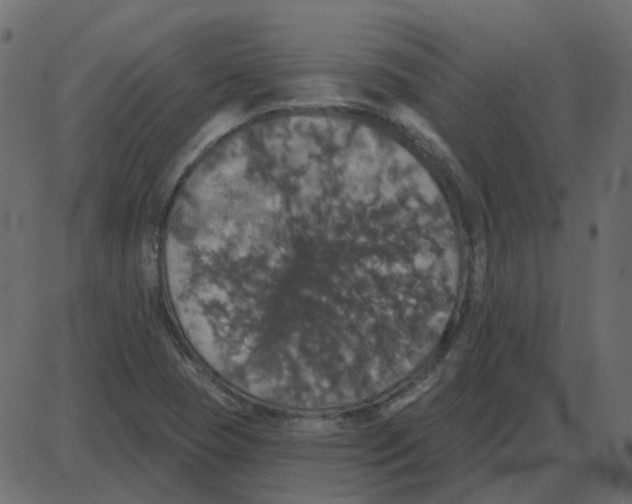 X0000087411409200705181346