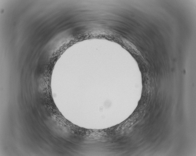 X0000087420824200704201043