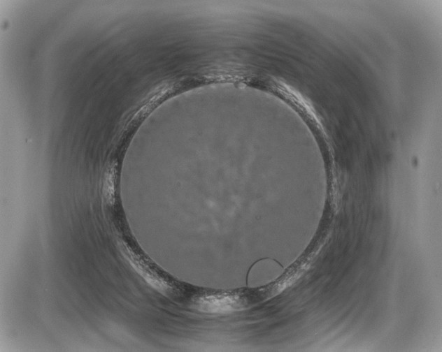 X0000087420065200704201436