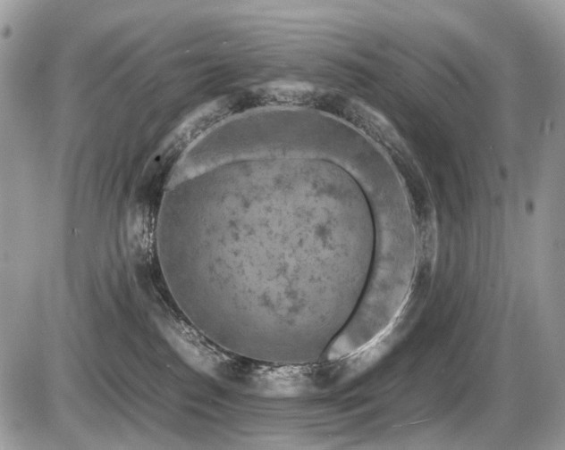 X0000087420186200704201435