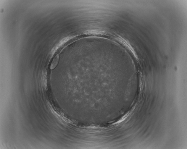 X0000087420204200704201434