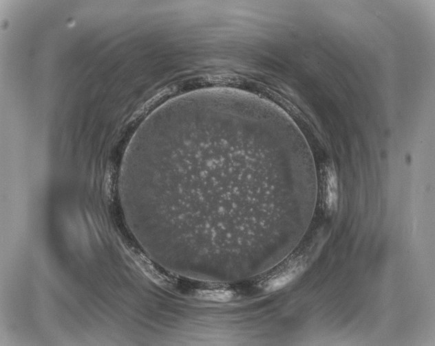 X0000087420266200704201433