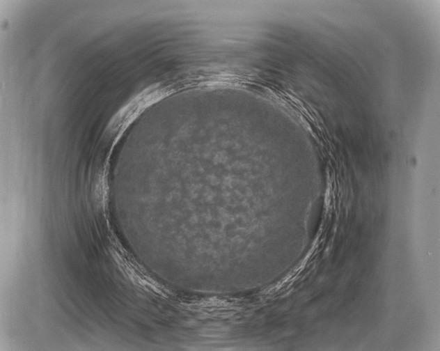 X0000087420290200704201433