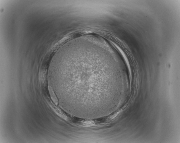 X0000087420409200704201431