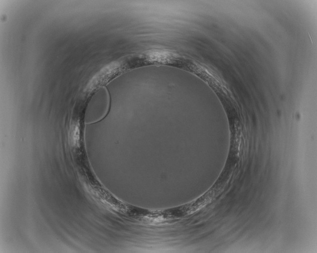 X0000087420502200704201429