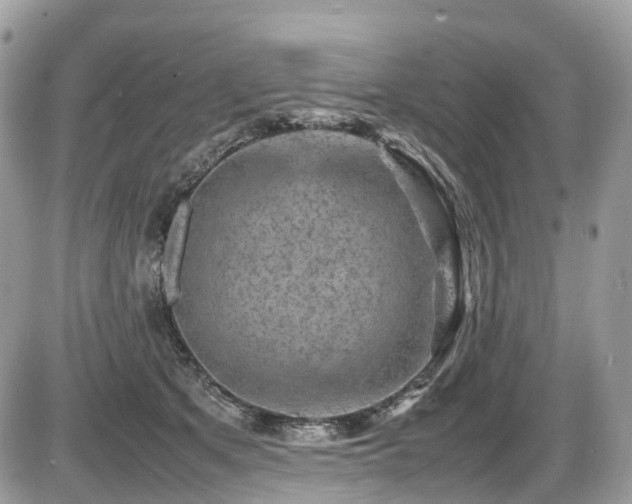 X0000087420513200704201429