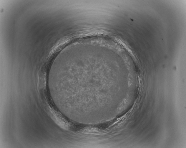 X0000087420685200704201426