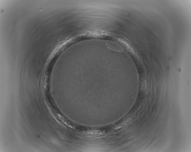 X0000087420736200704201425