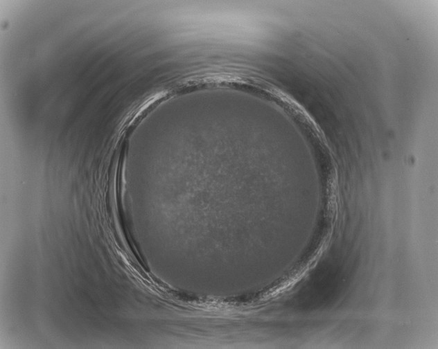 X0000087420785200704201425