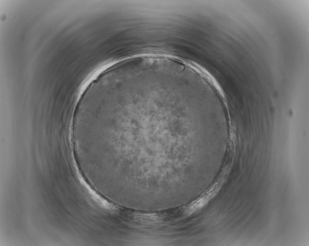 X0000087420855200704201424