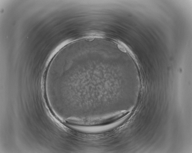 X0000087421243200704201418