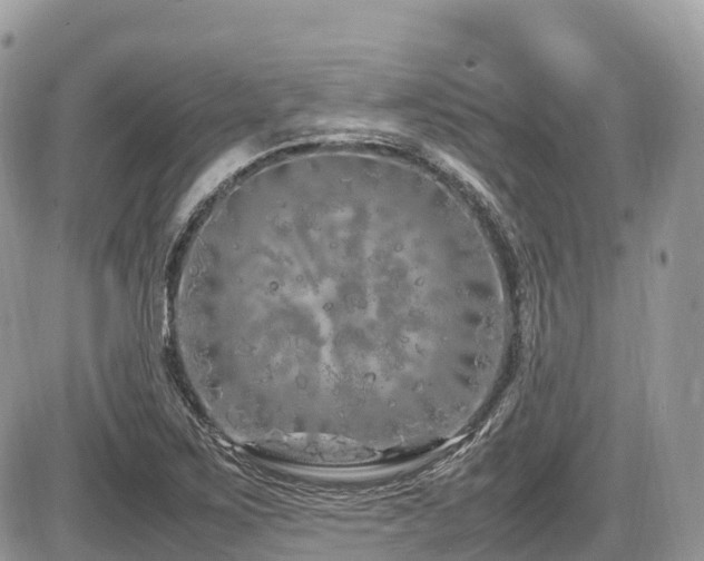 X0000087421267200704201417