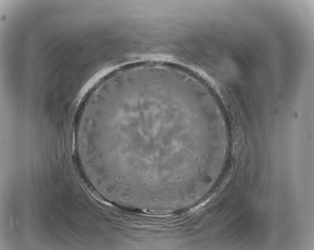 X0000087421271200704201417