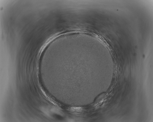 X0000087420055200704271747