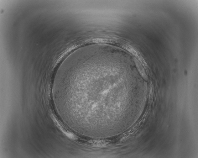 X0000087420297200704271744