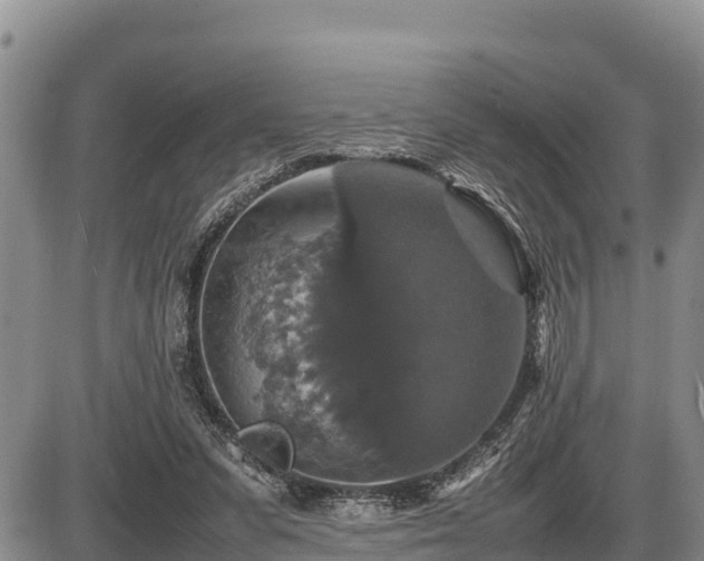 X0000087420303200704271744