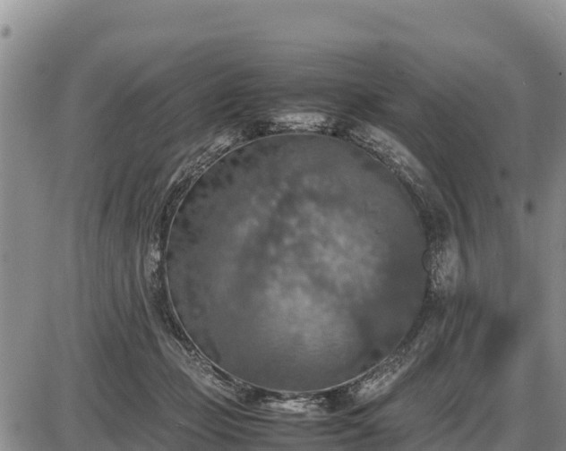 X0000087420365200704271743