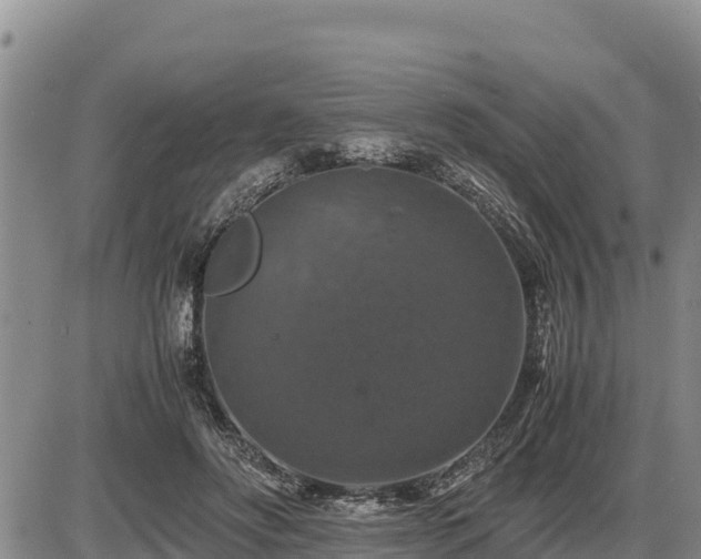 X0000087420502200704271741