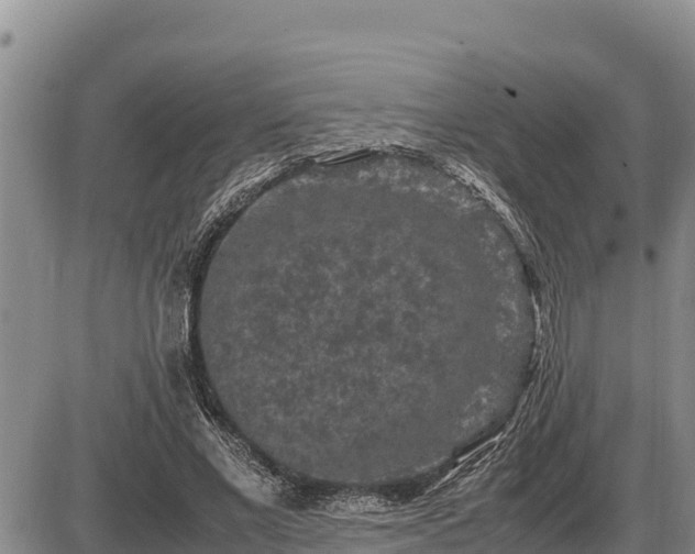 X0000087420685200704271738