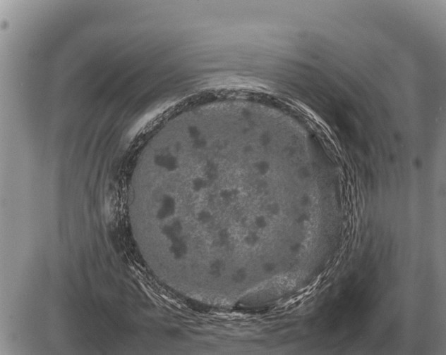 X0000087420775200704271736