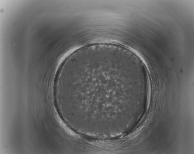 X0000087420995200704271732