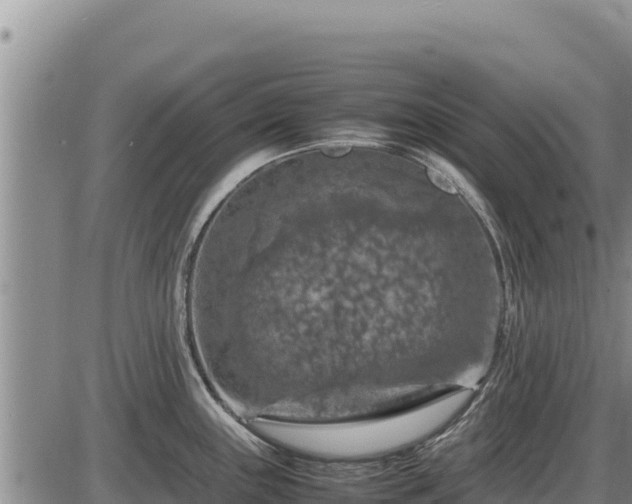 X0000087421243200704271729