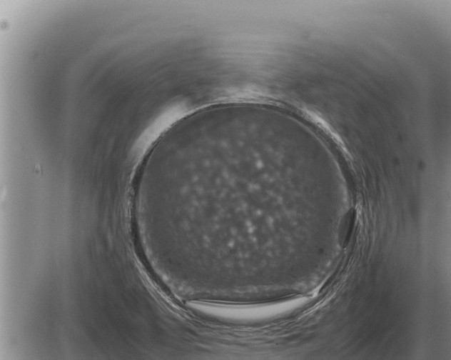 X0000087421463200704271725