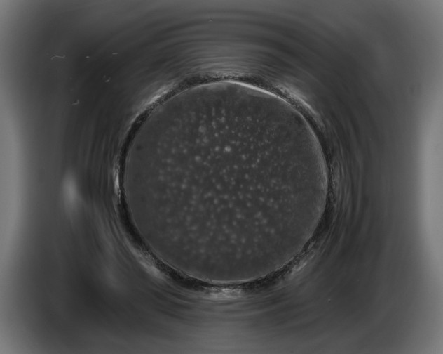 X0000087420398200705041312