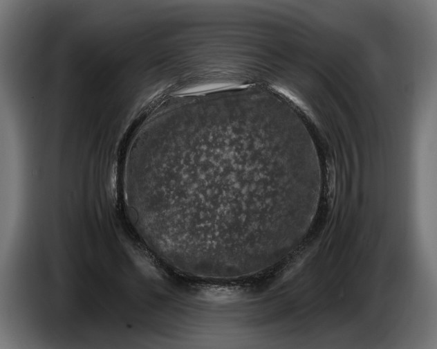 X0000087420494200705041310
