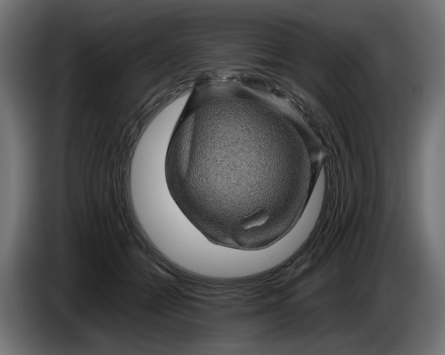 X0000087420558200705041310