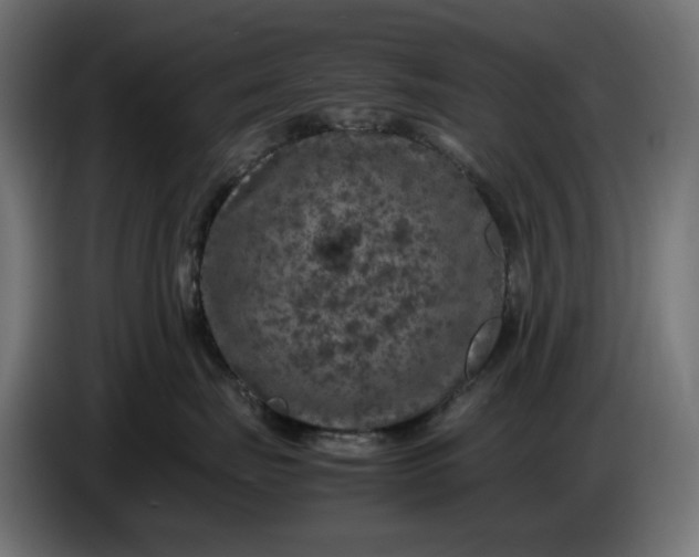 X0000087420671200705041309
