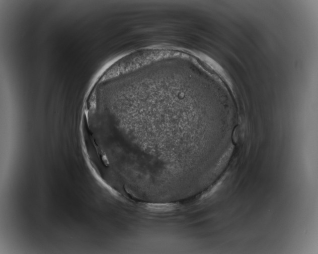 X0000087420863200705041306