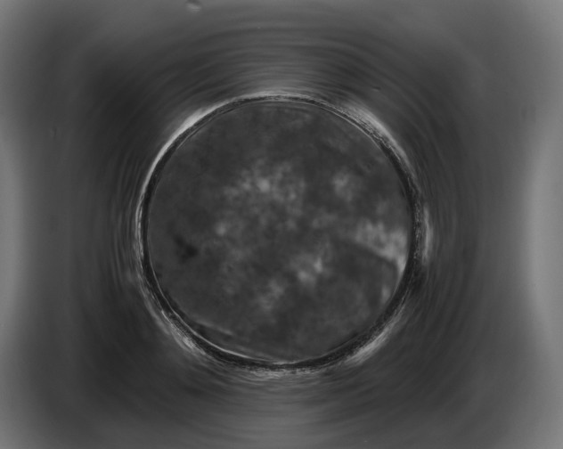 X0000087420892200705041305
