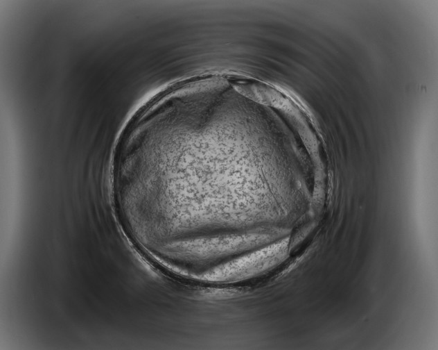 X0000087420894200705041305