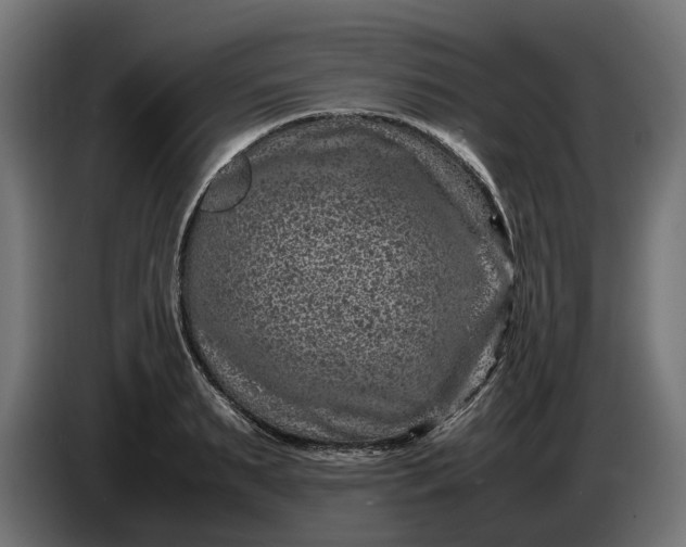 X0000087420895200705041305