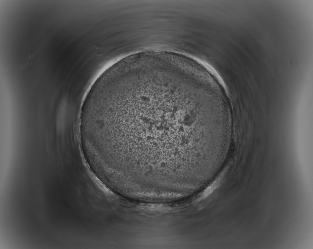 X0000087420903200705041305