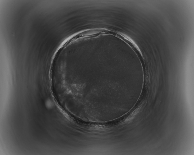 X0000087420935200705041305