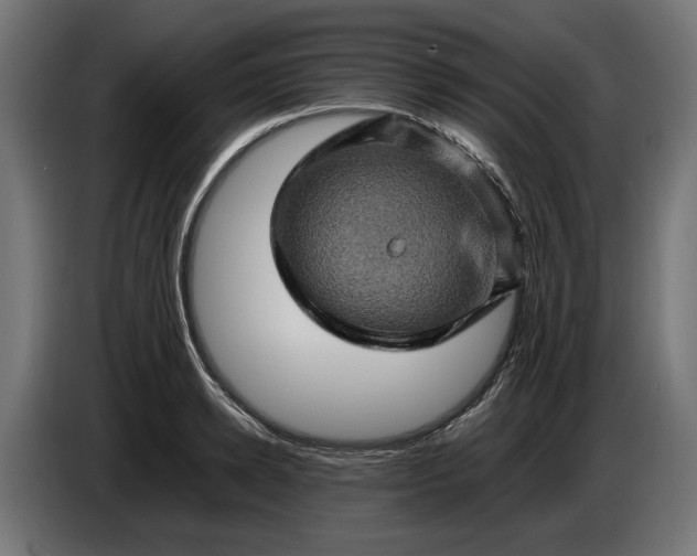 X0000087420942200705041305