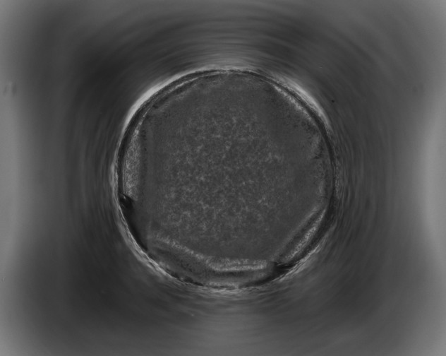 X0000087420944200705041305