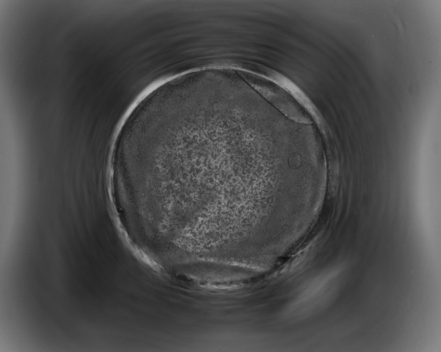 X0000087420955200705041305