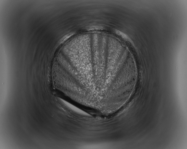 X0000087421217200705041301