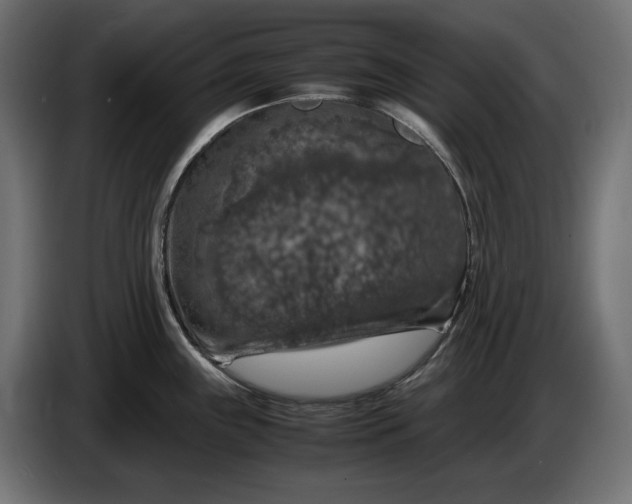 X0000087421243200705041301