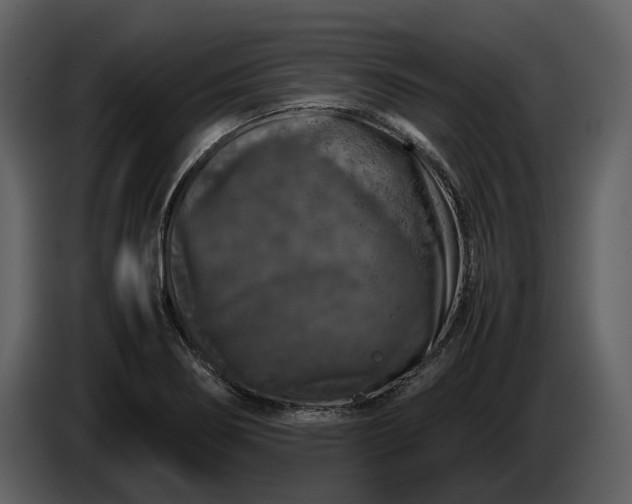 X0000087421274200705041300