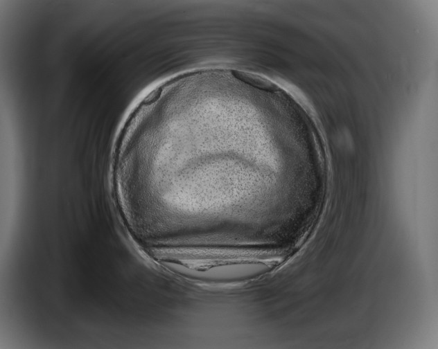 X0000087421296200705041300