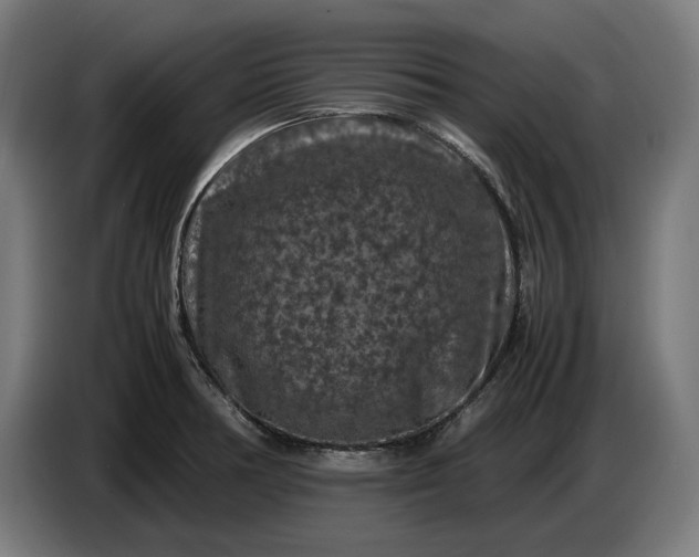 X0000087421378200705041259