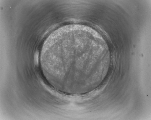 X0000087420024200705111927