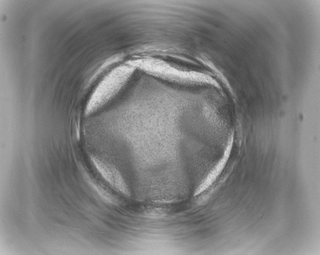 X0000087420062200705111926