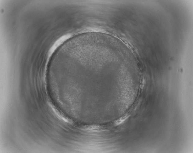X0000087420104200705111926