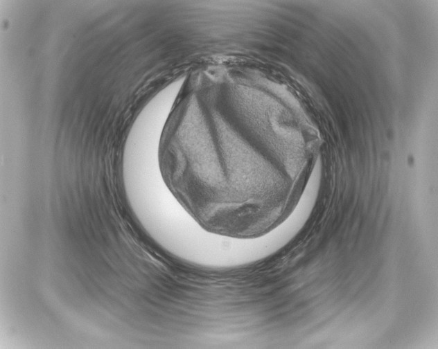 X0000087420558200705111919